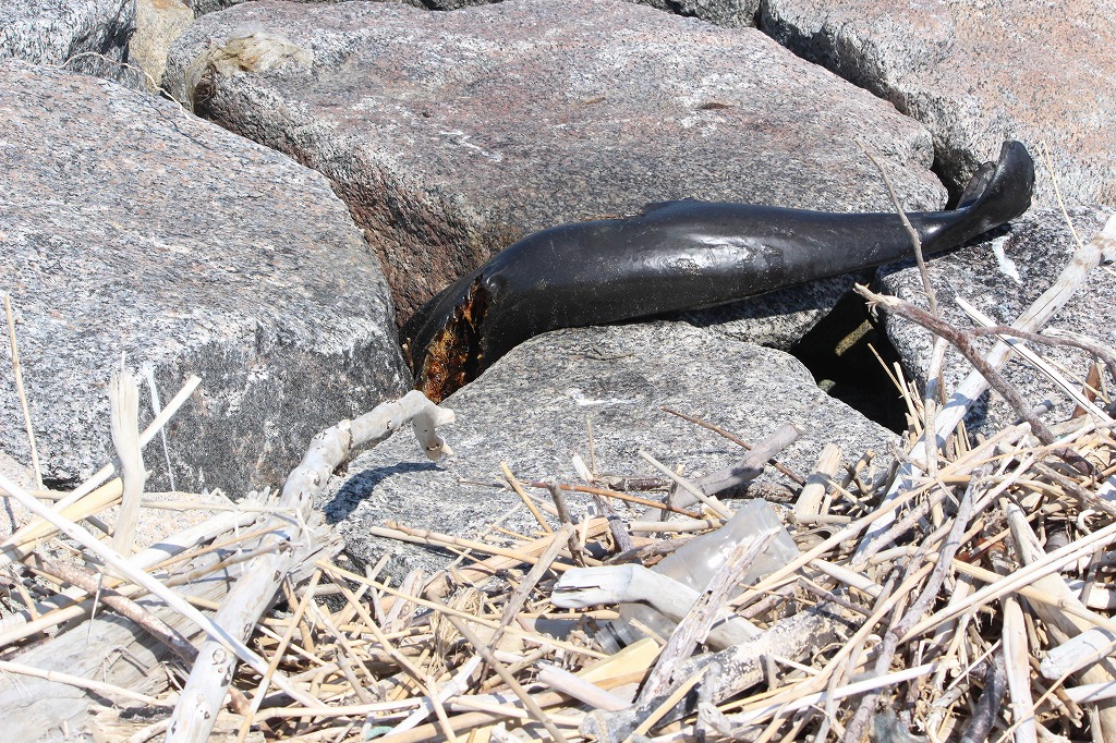 チームワークで清掃作業に取り組む参加者