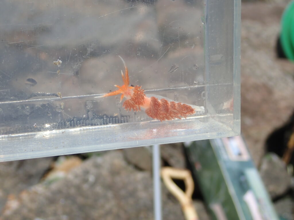 発見した海の生き物を観察する参加者たち