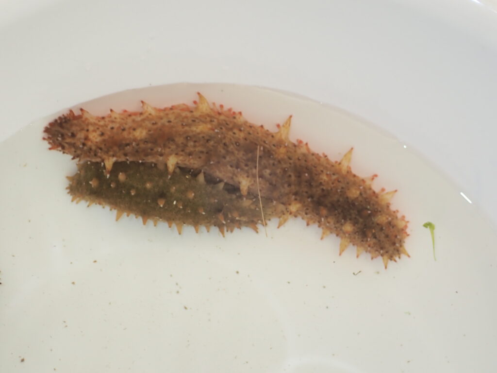 カニやヒトデなど多様な生き物を観察