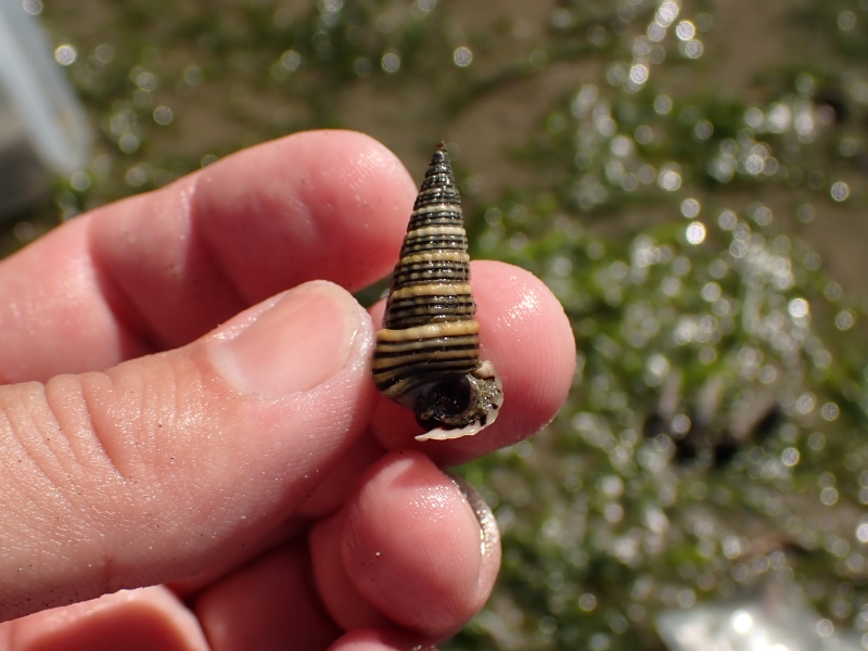弁財が浜で確認された愛知県準絶滅危惧のヘナタリ