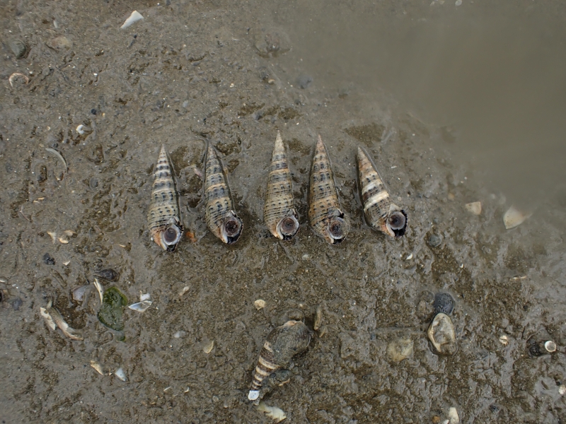 弁財が浜で発見された愛知県絶滅危惧ⅠA類のイボウミニナ
