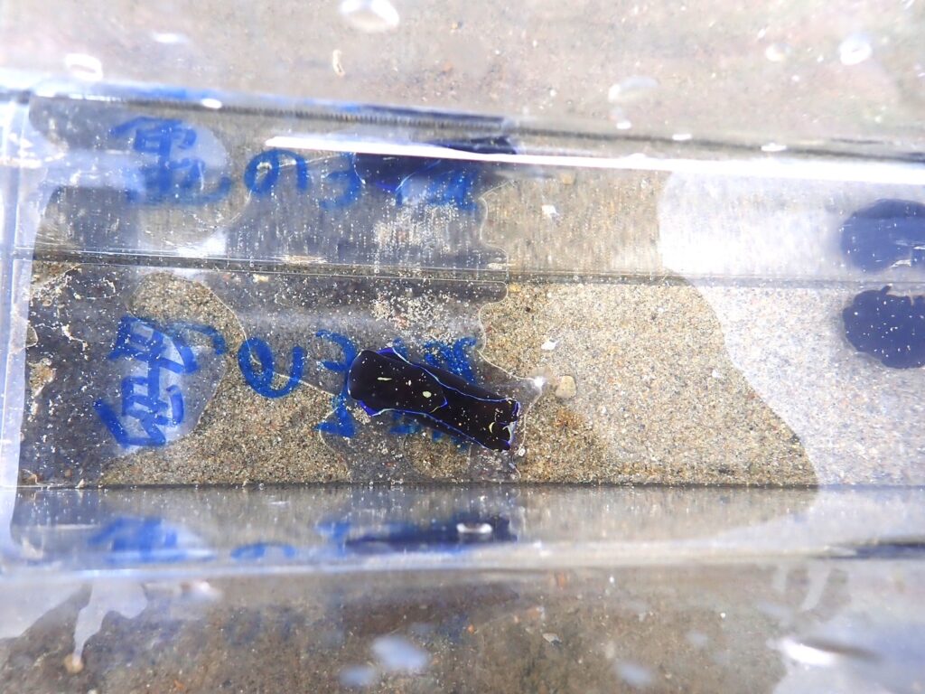 30種類を超える海洋生物を観察できた透明度の高い海中の様子