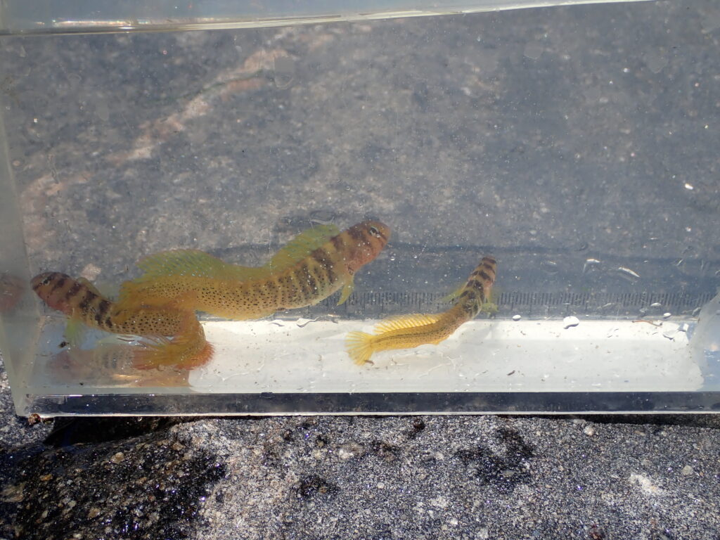 親子で一緒に生き物探しを楽しむ様子