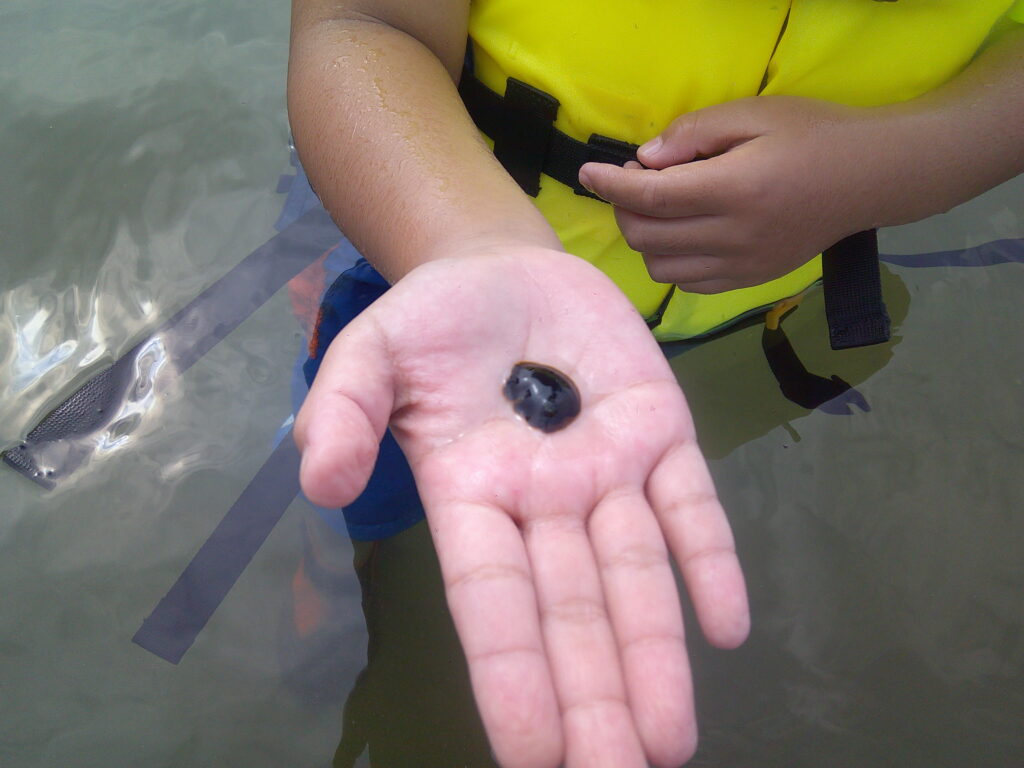 少人数でのきめ細やかな指導により海の生き物を観察する様子