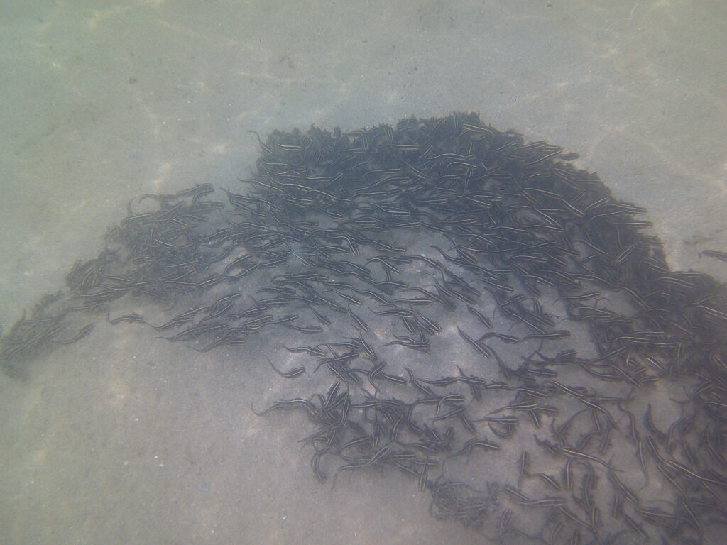 スノーケルマスクの装着方法と安全講習を受ける参加者たち