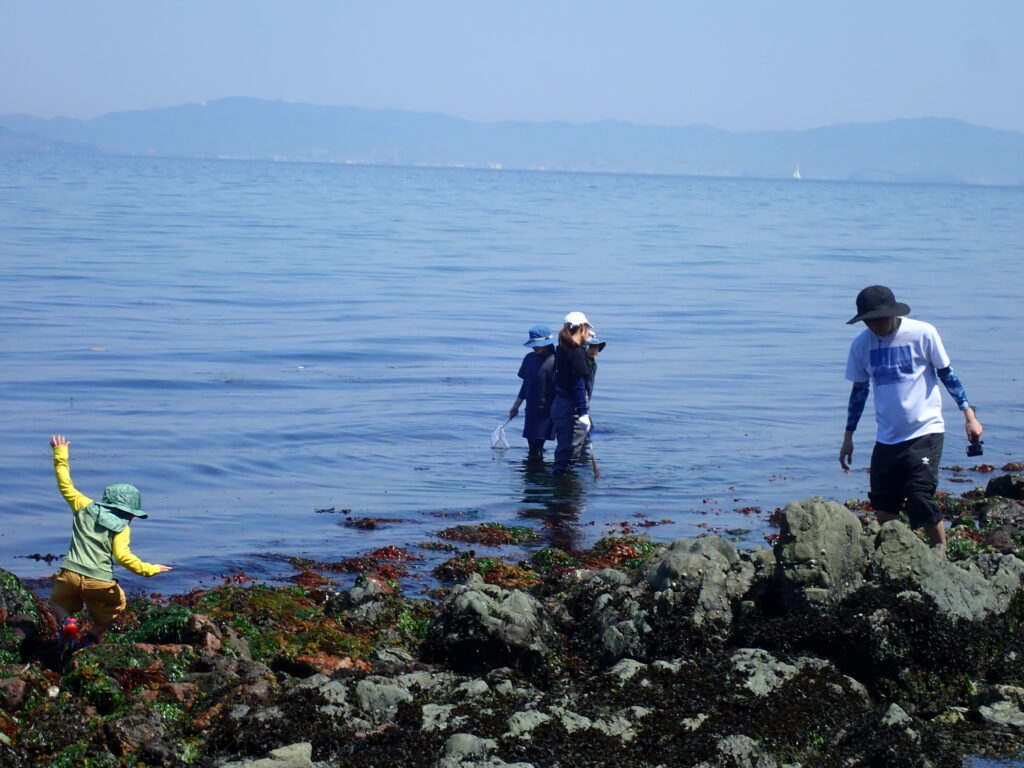 岩陰をのぞき込んで生き物を探す子どもたち