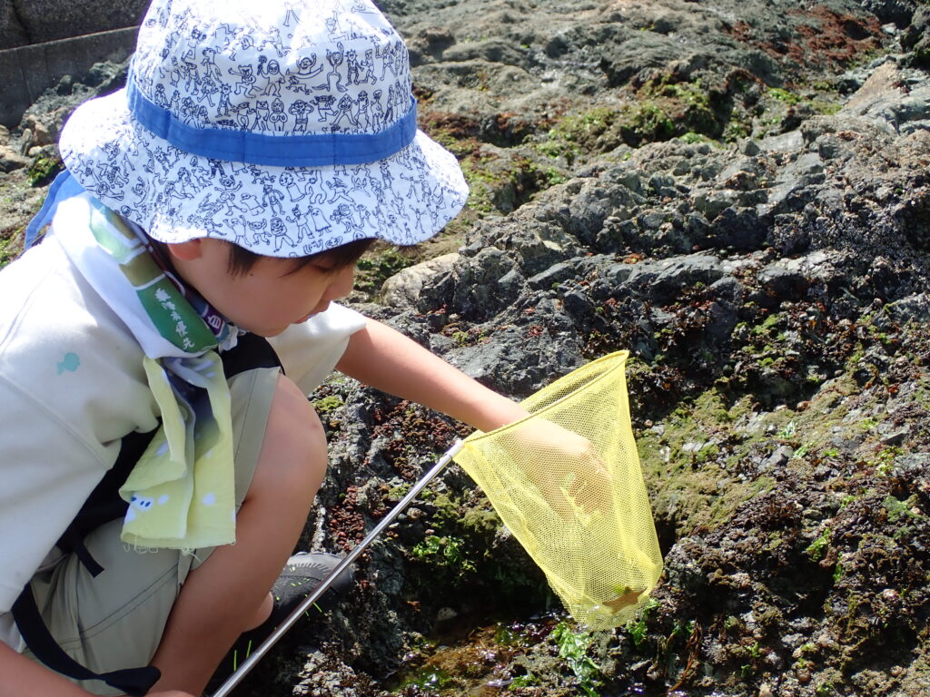 発見した多種多様な海洋生物を水槽で観察する参加者たち