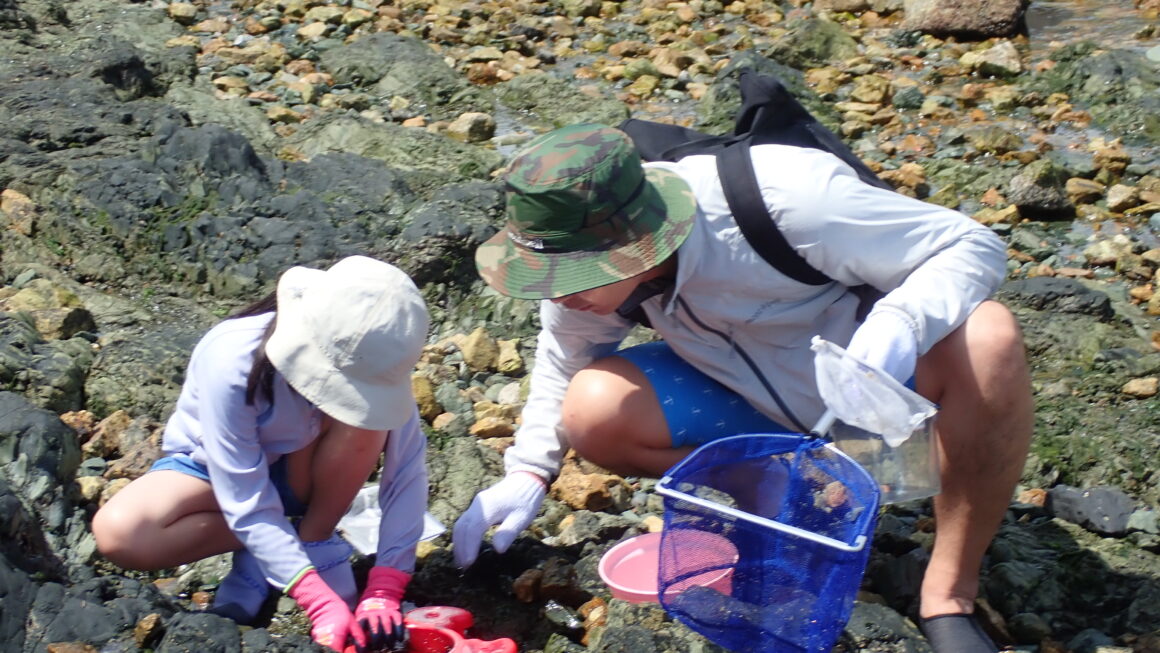 なごや環境大学共育講座～渥美の磯で珍しい生き物を探そう！｜親子22名参加で30種類以上発見