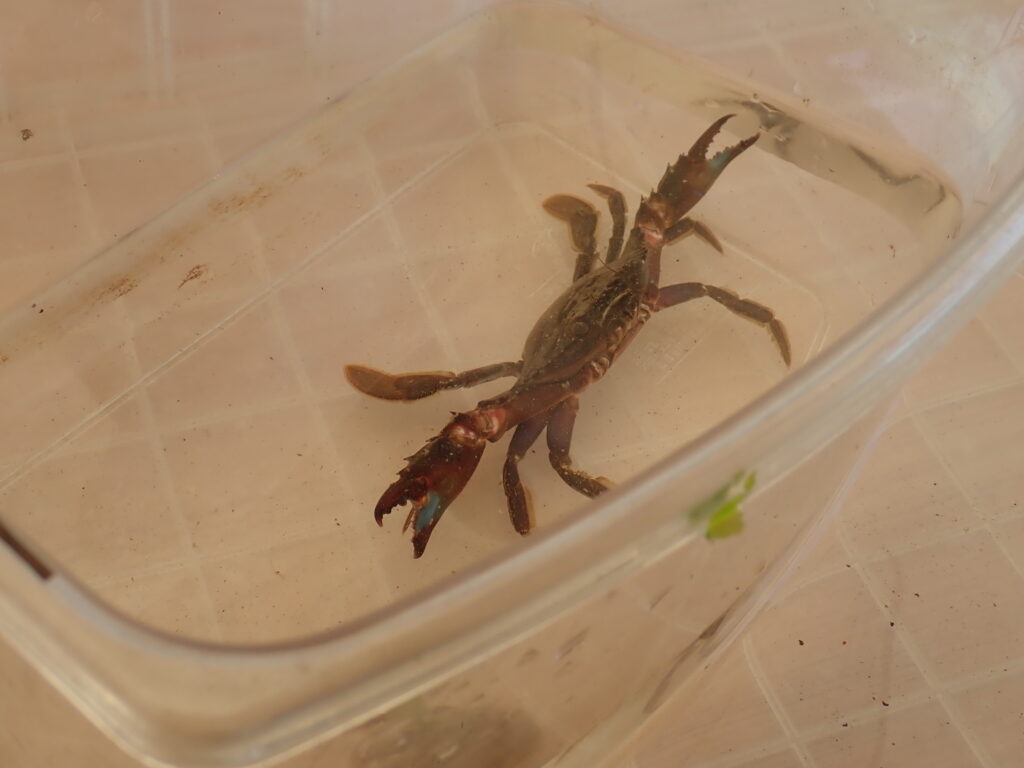 珍しい海洋生物を発見して興奮する子どもたちの表情