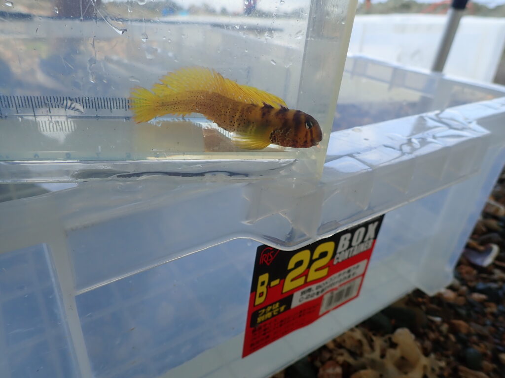 子どもたちが発見した海の生き物を観察している様子