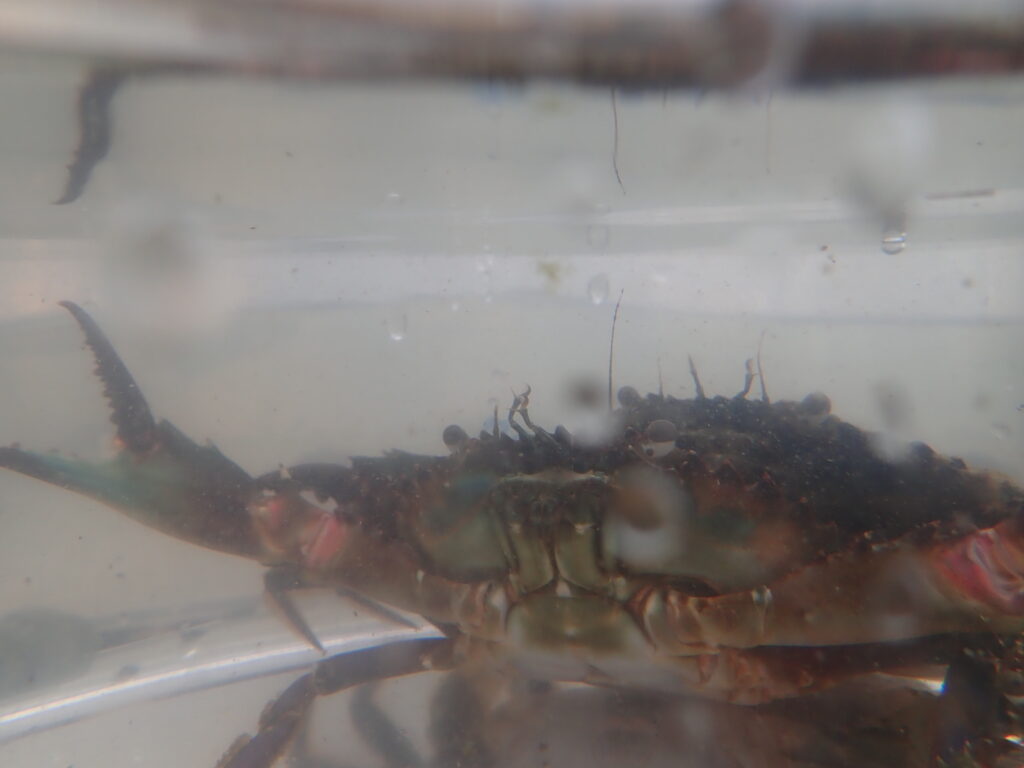 BlueDrop松野さんによる海洋生物の解説を聞く参加者たち