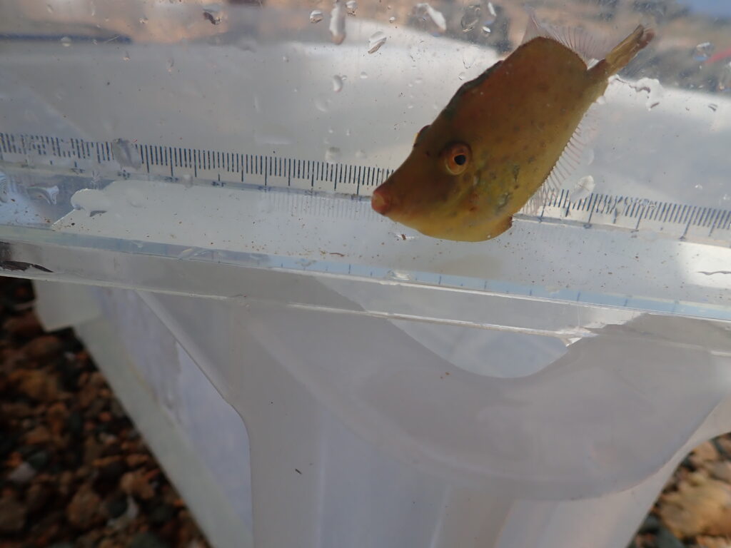 発見された29種類の海洋生物を本部の水槽で観察する様子