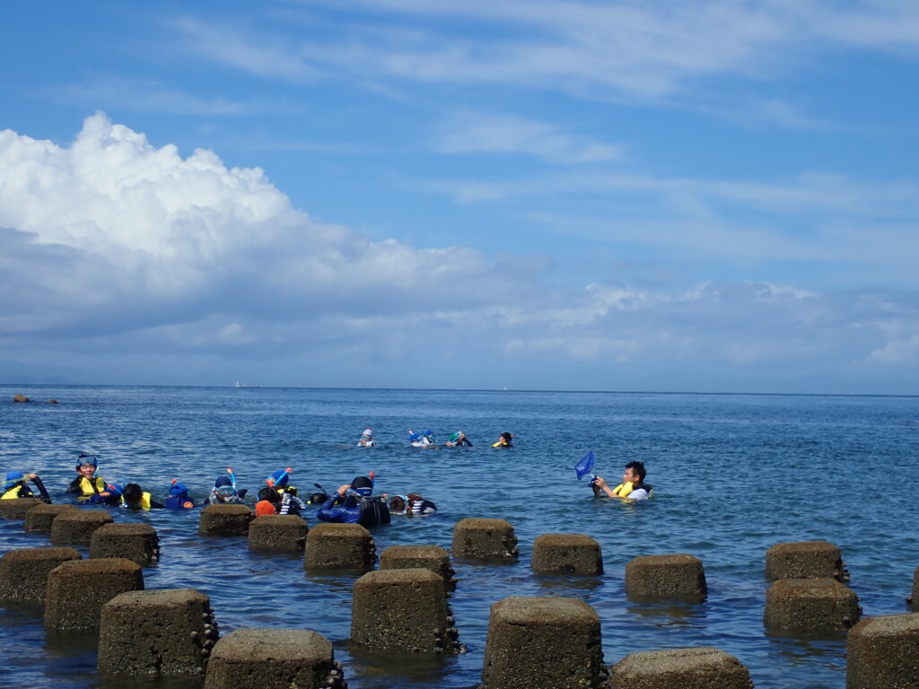 安全対策としてアンドンクラゲの除去作業を行うスタッフの様子