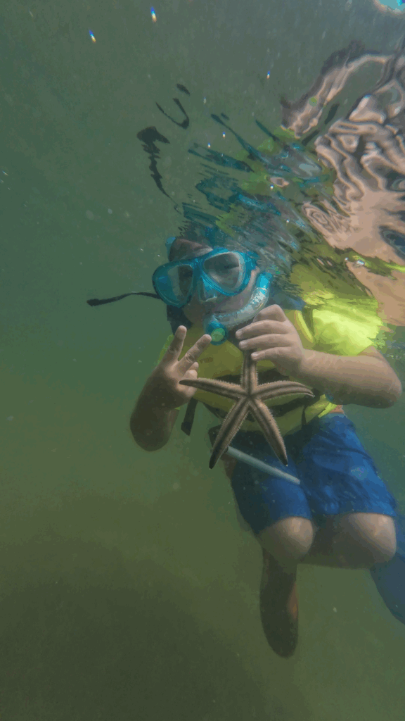 珍しいカラスキセワタをはじめとする多様なウミウシ類を発見