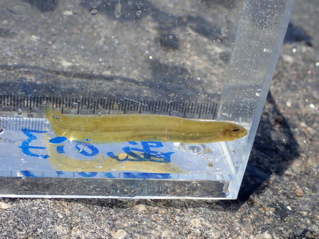 捕まえた生き物を手のひらで観察する子どもたち