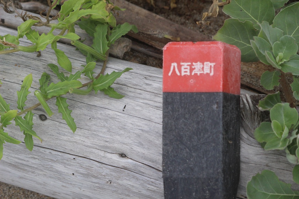 9枚目の画像 第368回西の浜クリーンアップ活動レポート